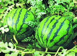 泰国西瓜最新爆料新闻,揭秘神秘事件背后的真相